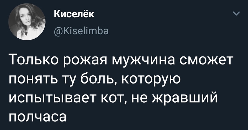 Это всё, что вам нужно знать о котах - Кот, Twitter, Боль, Голод, Скриншот