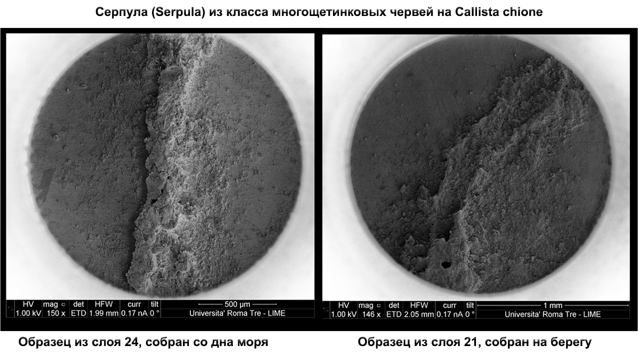 Neanderthals - life by the sea and use of marine resources - My, The science, Archeology, Anthropology, Story, Research, Longpost, Neanderthal, Excavations, Video, GIF