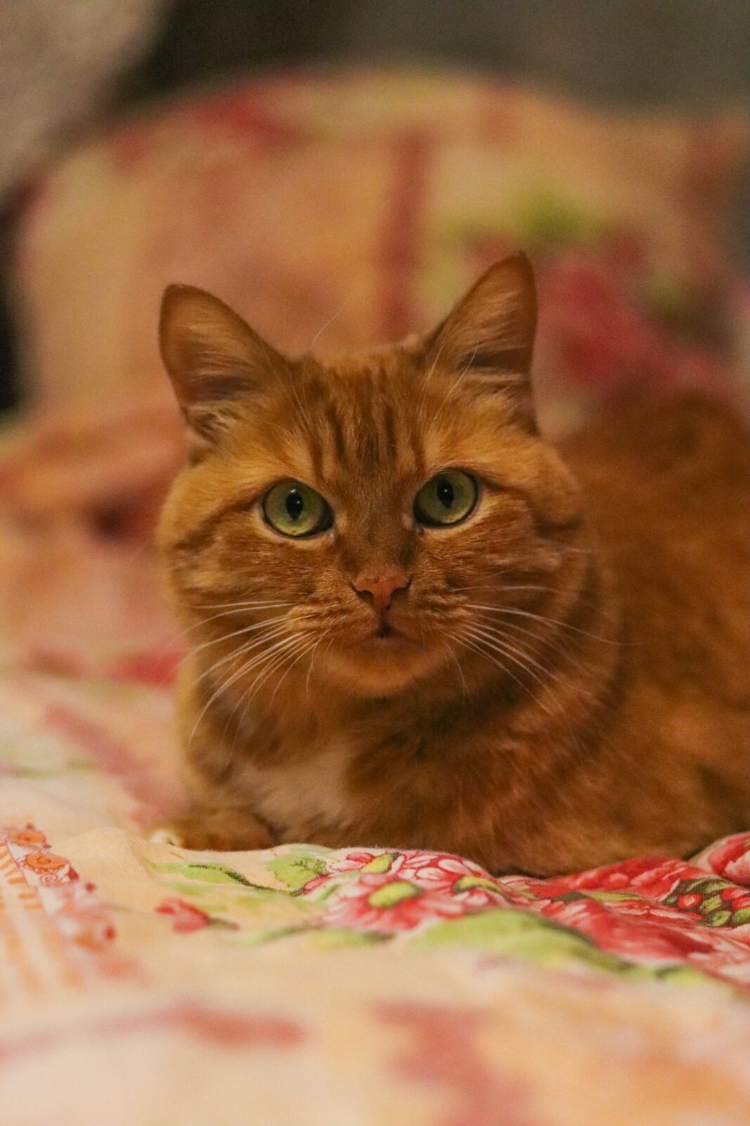 Redhead - My, cat, Redheads, Longpost