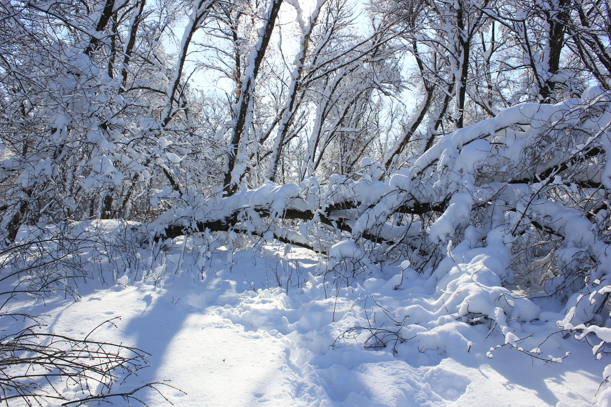 Winter has come again.... (Rostov region) - My, Winter, beauty, Rostov region, Landscape, Longpost