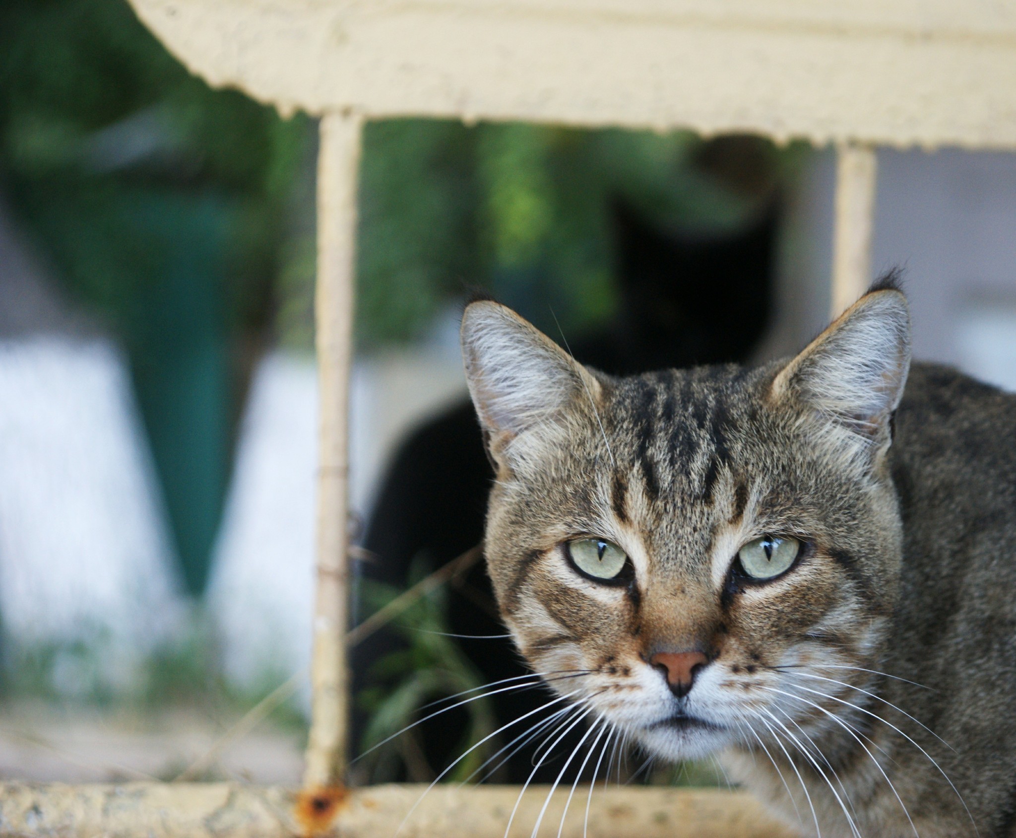 When a girl makes eyes but her boyfriend doesn't approve - My, The photo, cat