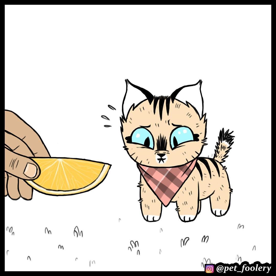 Lemon - Pet foolery, Brutus and Pixie, Comics, Longpost, Lemon