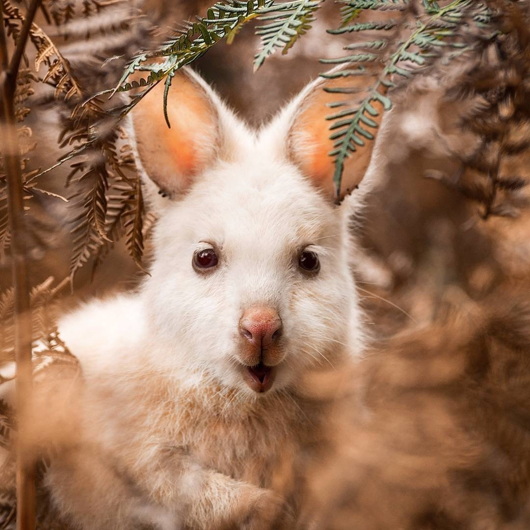 Places in Tasmania: Stanley - My, Australia, Tasmania, Living abroad, Abroad, Immigration, Our abroad, Emigration, Travels, Longpost