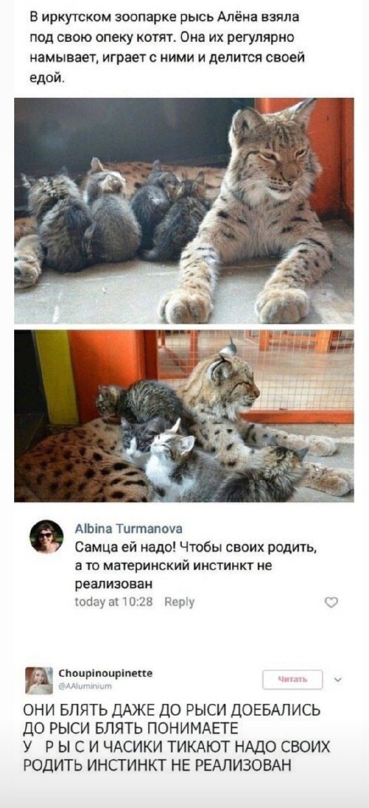 God gave a kitten, he will also give a taiga with meat - Lynx, Comments, In contact with, Longpost, cat, Kittens, The clock is ticking, Animals, Mat