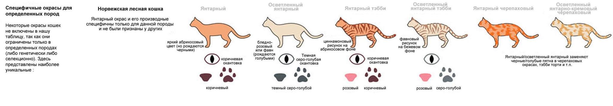 Какого цвета ваш кот ? - Кот, Цвет, Окрас, Классификация, Длиннопост, Котомафия