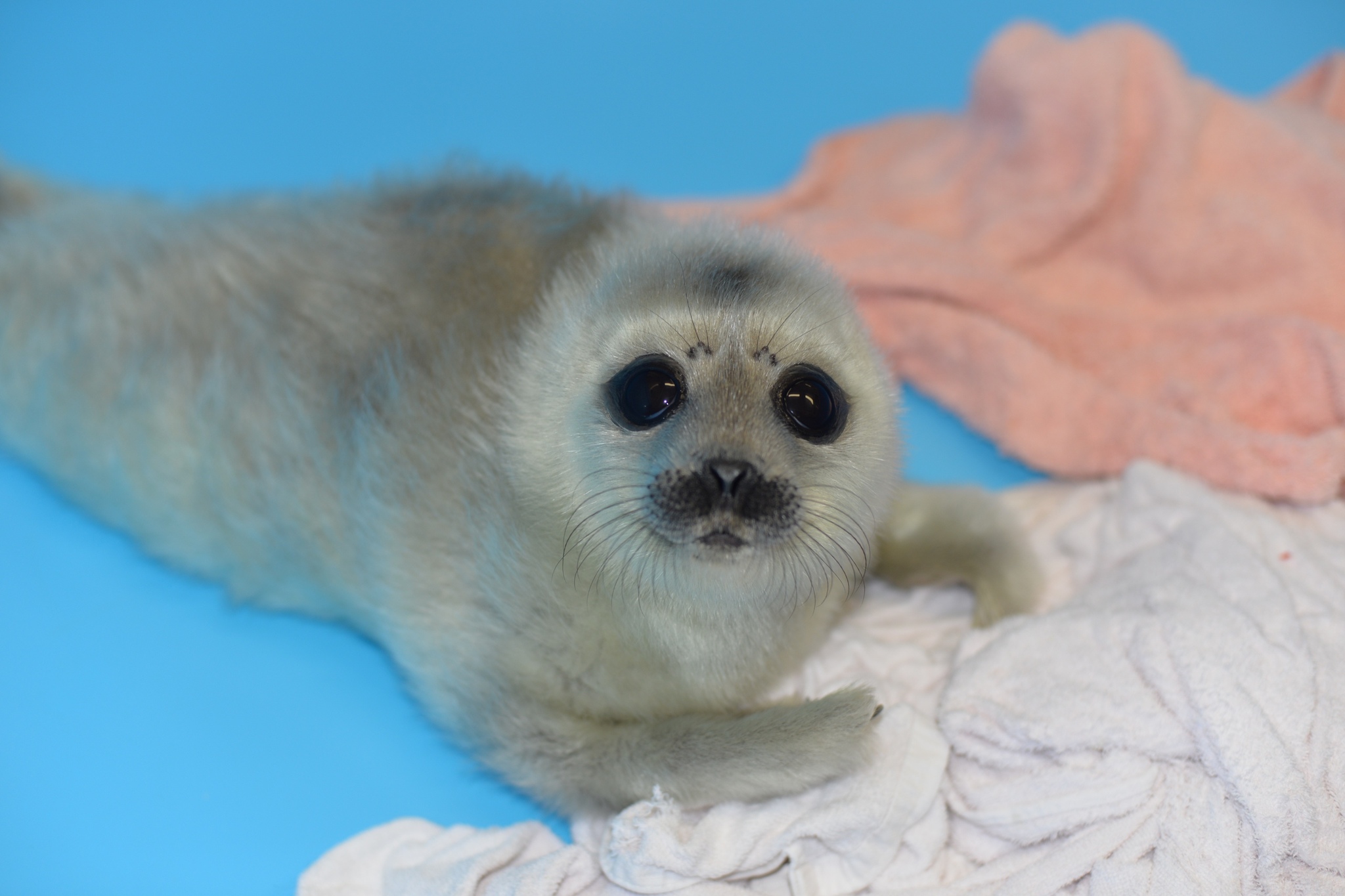 News about Baby Xenia - Milota, Seal, Ringed seal, Friends of the Baltic Seal Foundation, The photo, Longpost