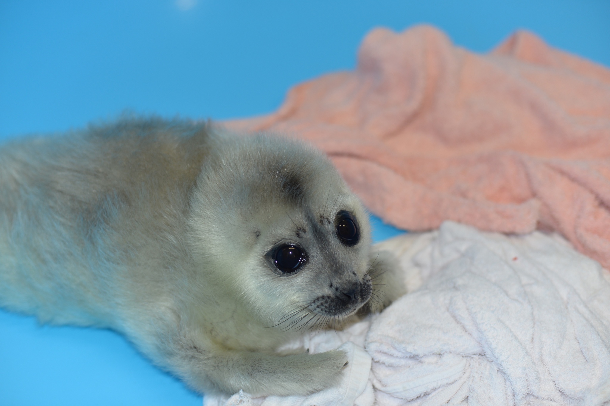 News about Baby Xenia - Milota, Seal, Ringed seal, Friends of the Baltic Seal Foundation, The photo, Longpost