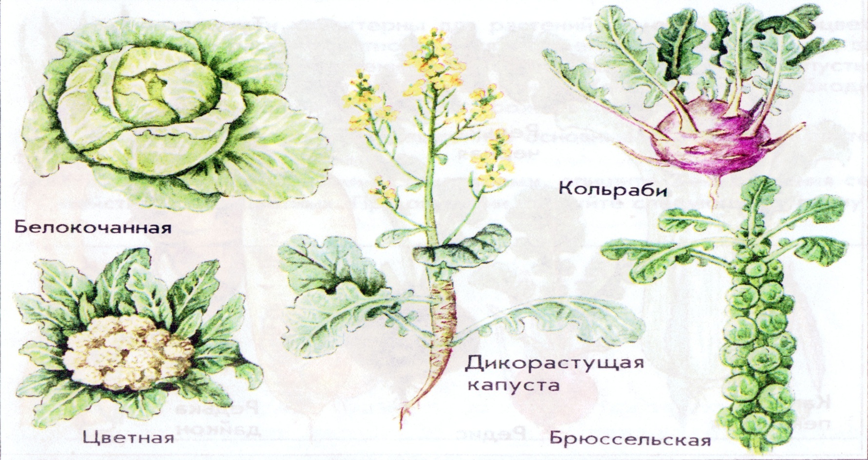 Чудеса селекции - Капуста, Селекция, Растения, Продукты, Длиннопост