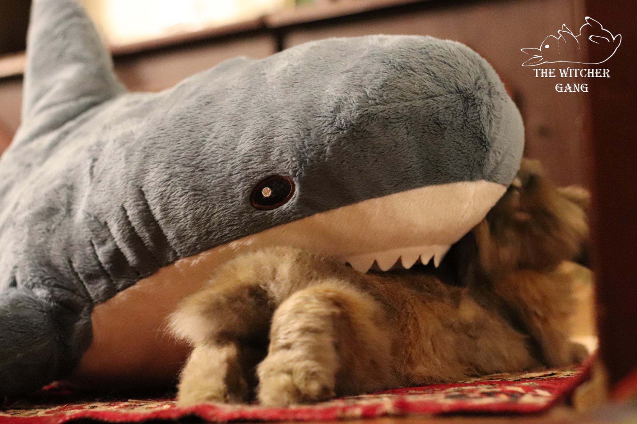 Terrifying shark attack on a rabbit! - My, Rabbit, Blohey, Shark, The photo, Funny, Animals, Pets, Milota