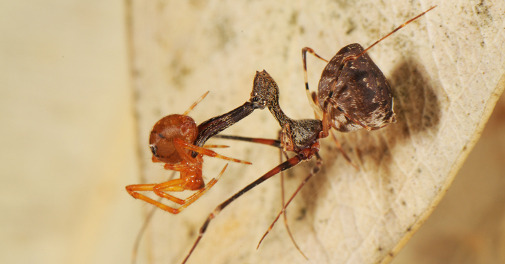 Madagascar assassin spider (lat. Eriauchenius gracilicollis) - Endemic, Longpost, Horror, Spider, Killer