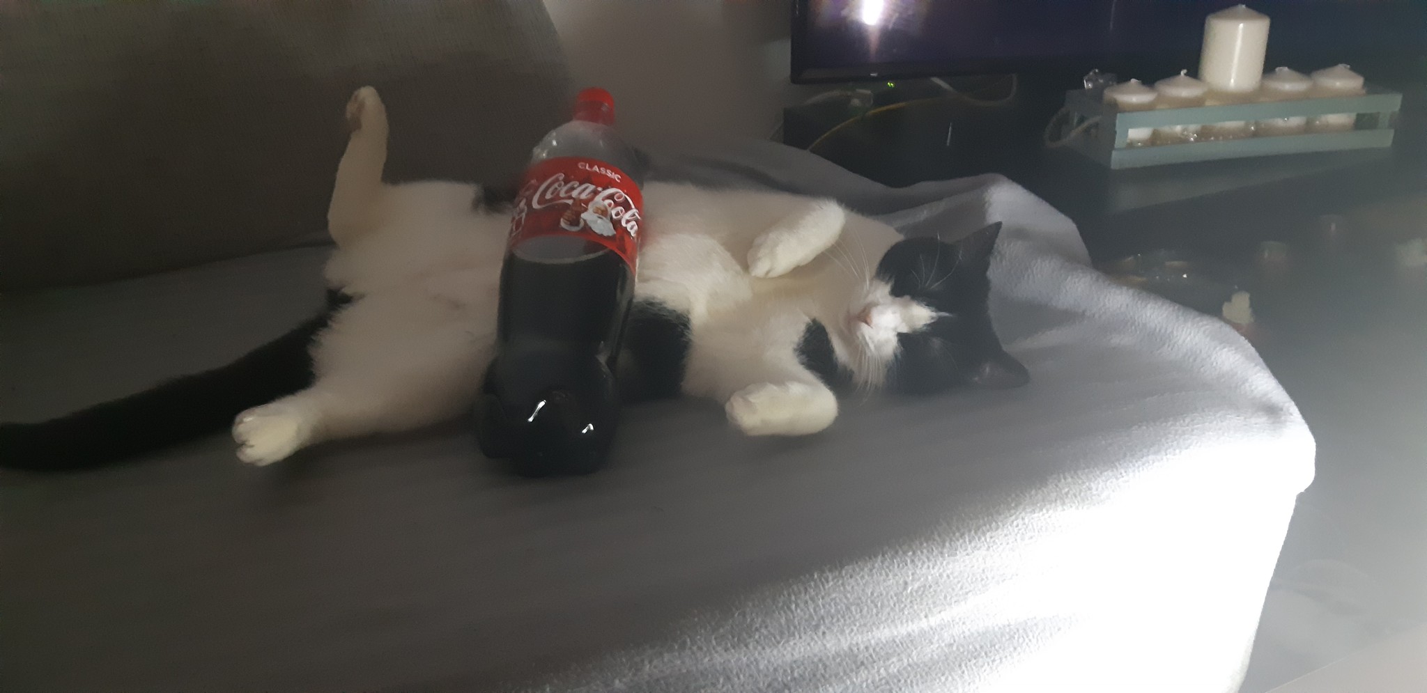 The cat got drunk on Coke while I was not at home. And fell asleep right there with the bottle) - cat, Catomafia, No cats, Pets, Milota, Shashlik