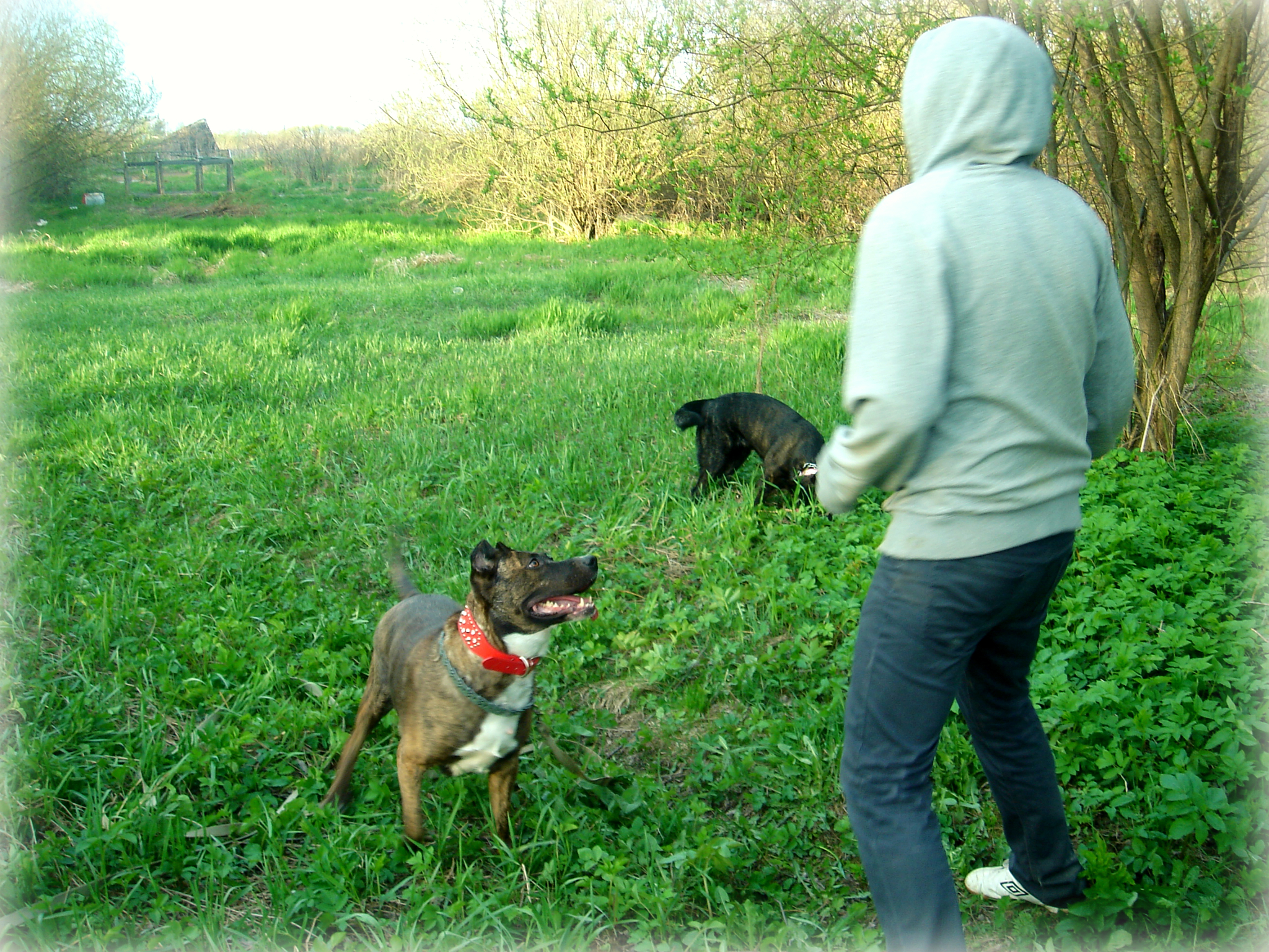 I'll always be there - My, Dog, cat, Animals, Amstaff, A life, Books, Longpost