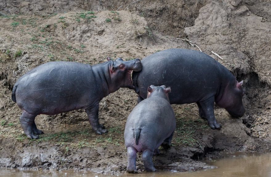 Reply to the post “Hippopotamus: Brutal article about the black side of this animal” - Story, Story, Animals, Informative, hippopotamus, Animal book, Yandex Zen, Reply to post, Longpost