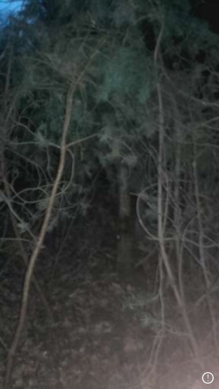 Something scary on the branches of the trees - My, Forest, Horror, Face, Fear, Story, Longpost