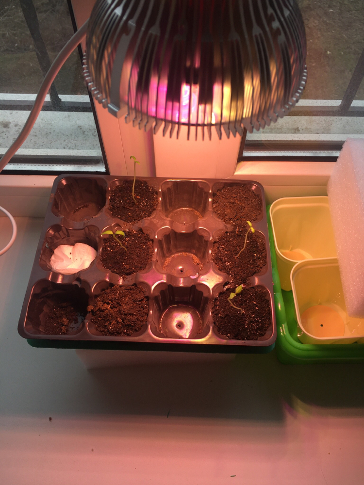 My first pepper - Pepper, Chile, Vegetable garden on the windowsill, Longpost