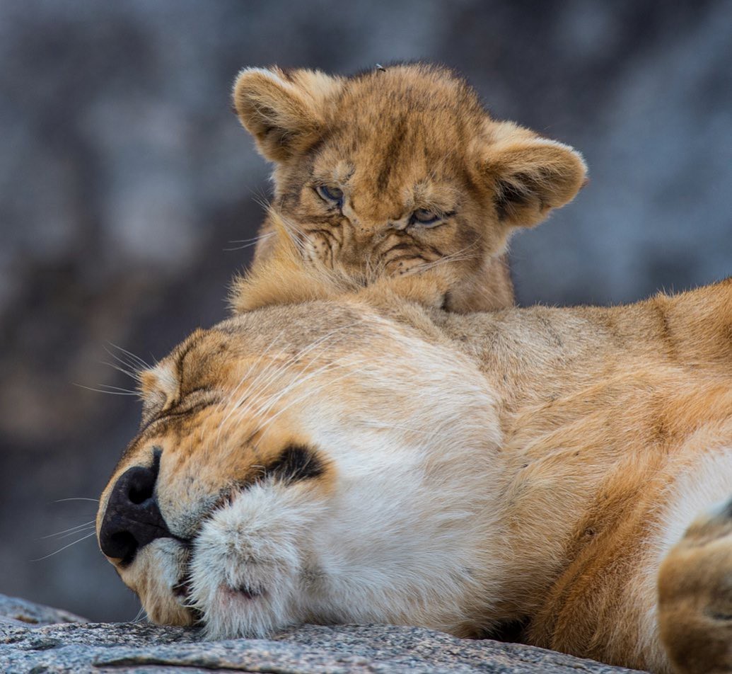 Kus - The photo, Animals, a lion, Young, Lion cubs, Big cats, Kus, Longpost, Milota