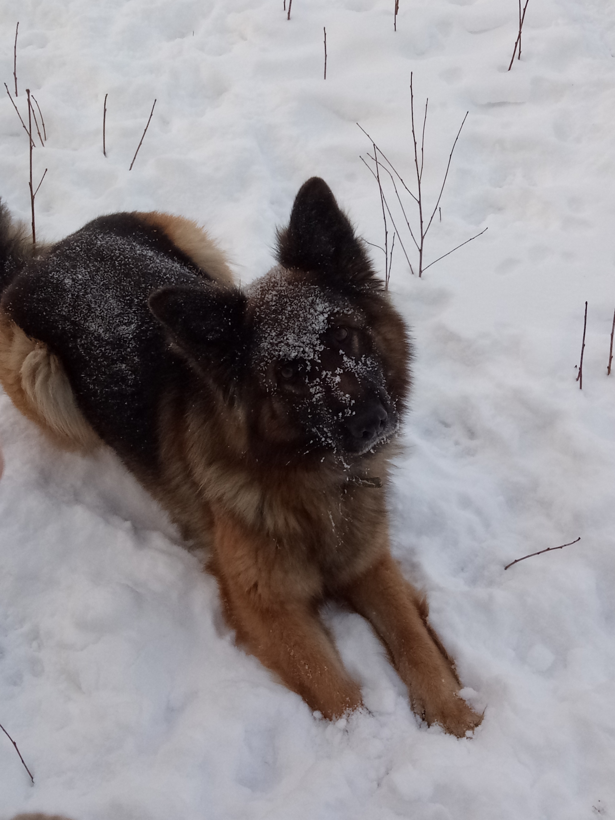 Let `s play! - My, Dog, German Shepherd, Snow, Walk, Longpost