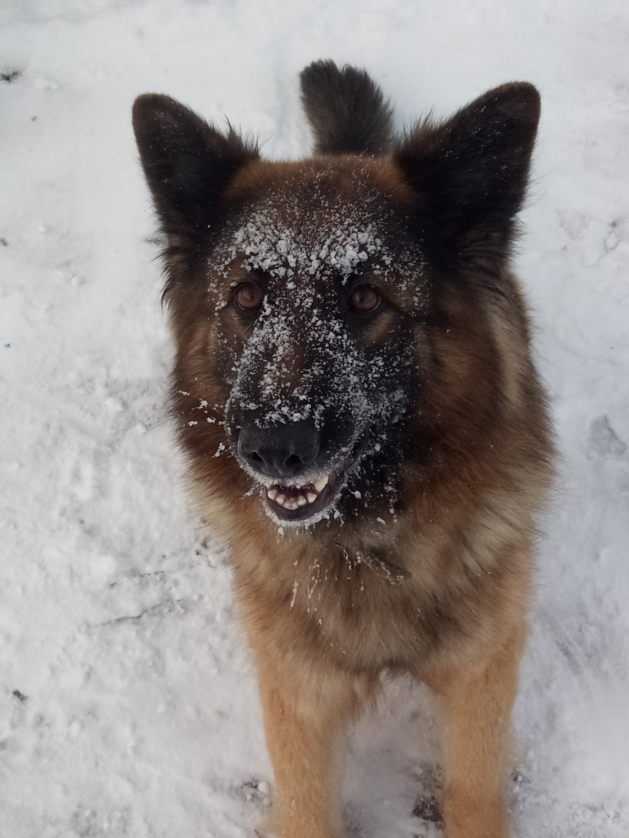 Let `s play! - My, Dog, German Shepherd, Snow, Walk, Longpost