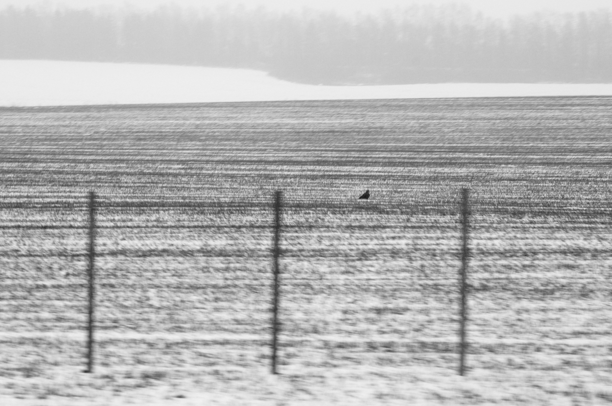 Black and white winter in Belarus - My, The photo, Black and white photo, Black and white, Nikon, Photographer, Longpost