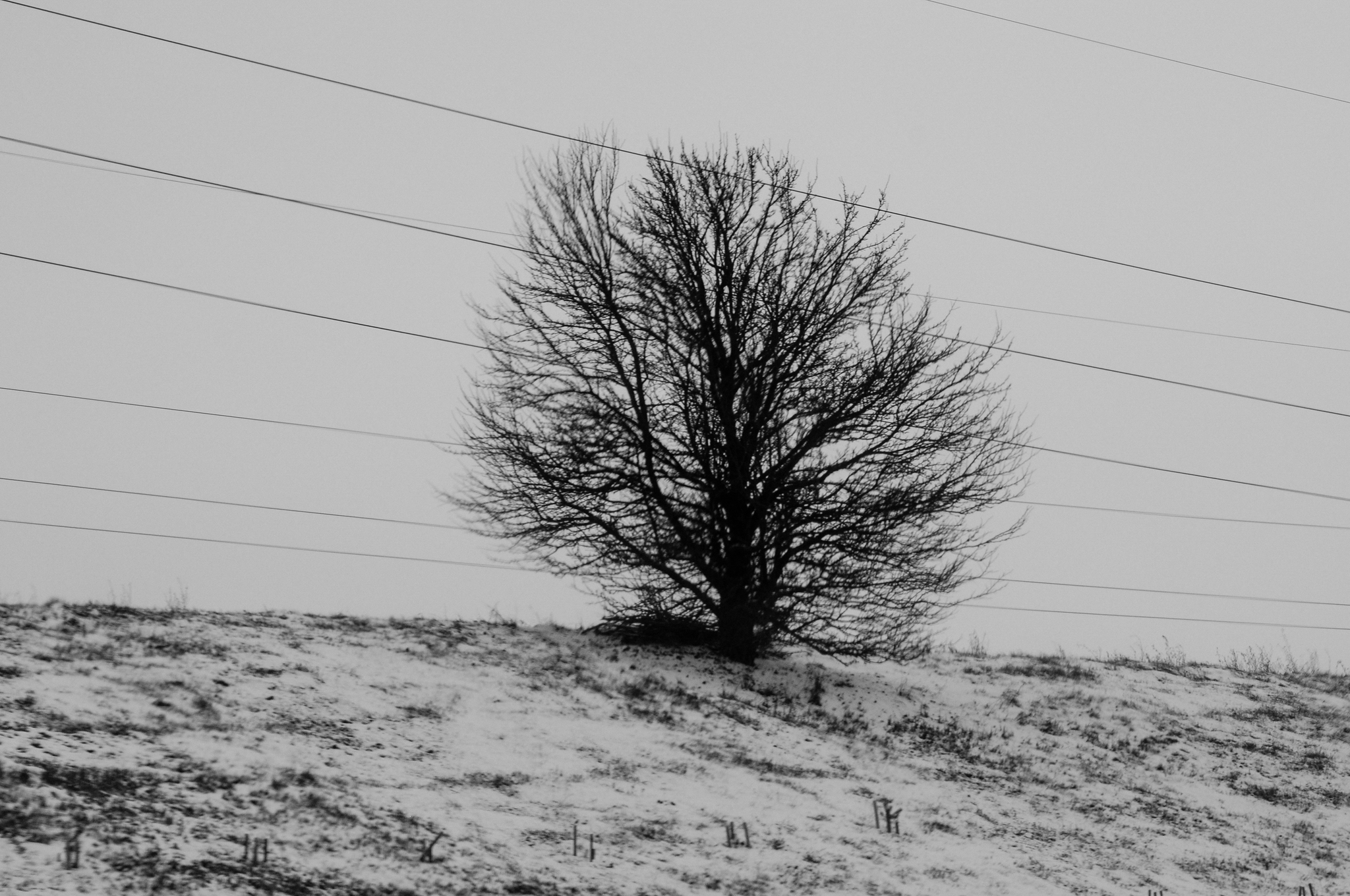 Black and white winter in Belarus - My, The photo, Black and white photo, Black and white, Nikon, Photographer, Longpost