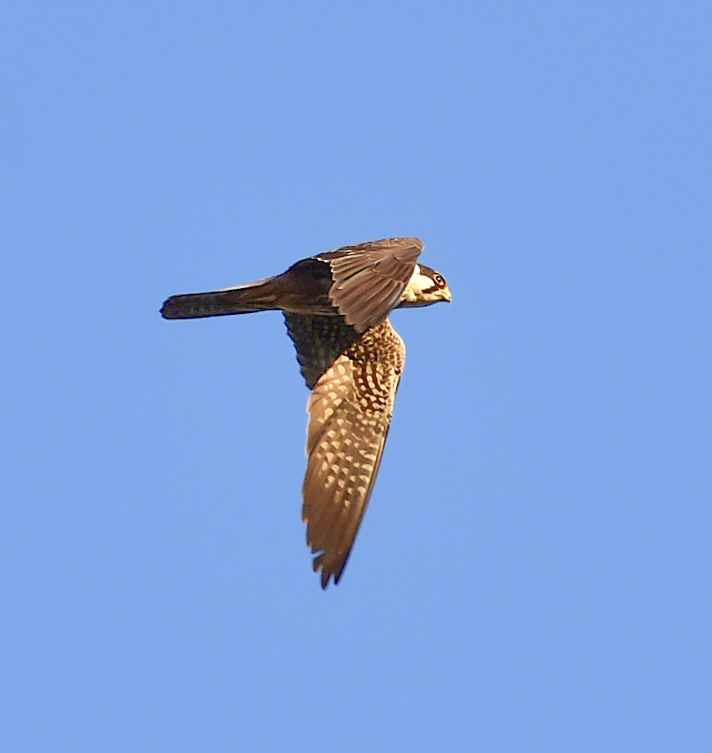 Hobby - My, Birds, Ornithology, Schelkovo, Nature, Photo hunting, Falcon, Hobby, Moscow region, Video, Longpost