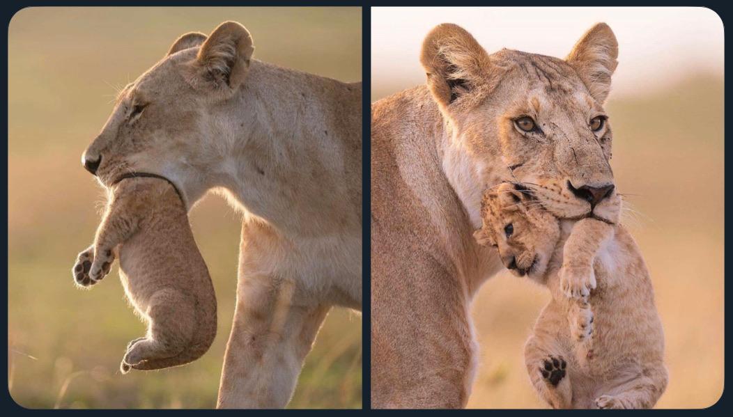 Other side - Other side, a lion, back side, Lioness, Lion cubs, The photo, Big cats, Africa