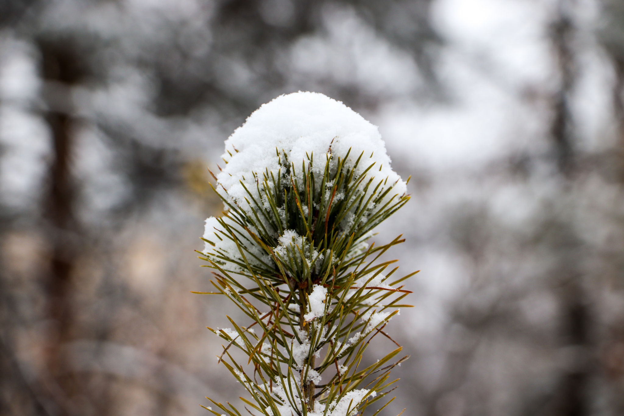 Winter - My, The photo, Dzerzhinsk, Winter, Coffee, McDonald's, Longpost