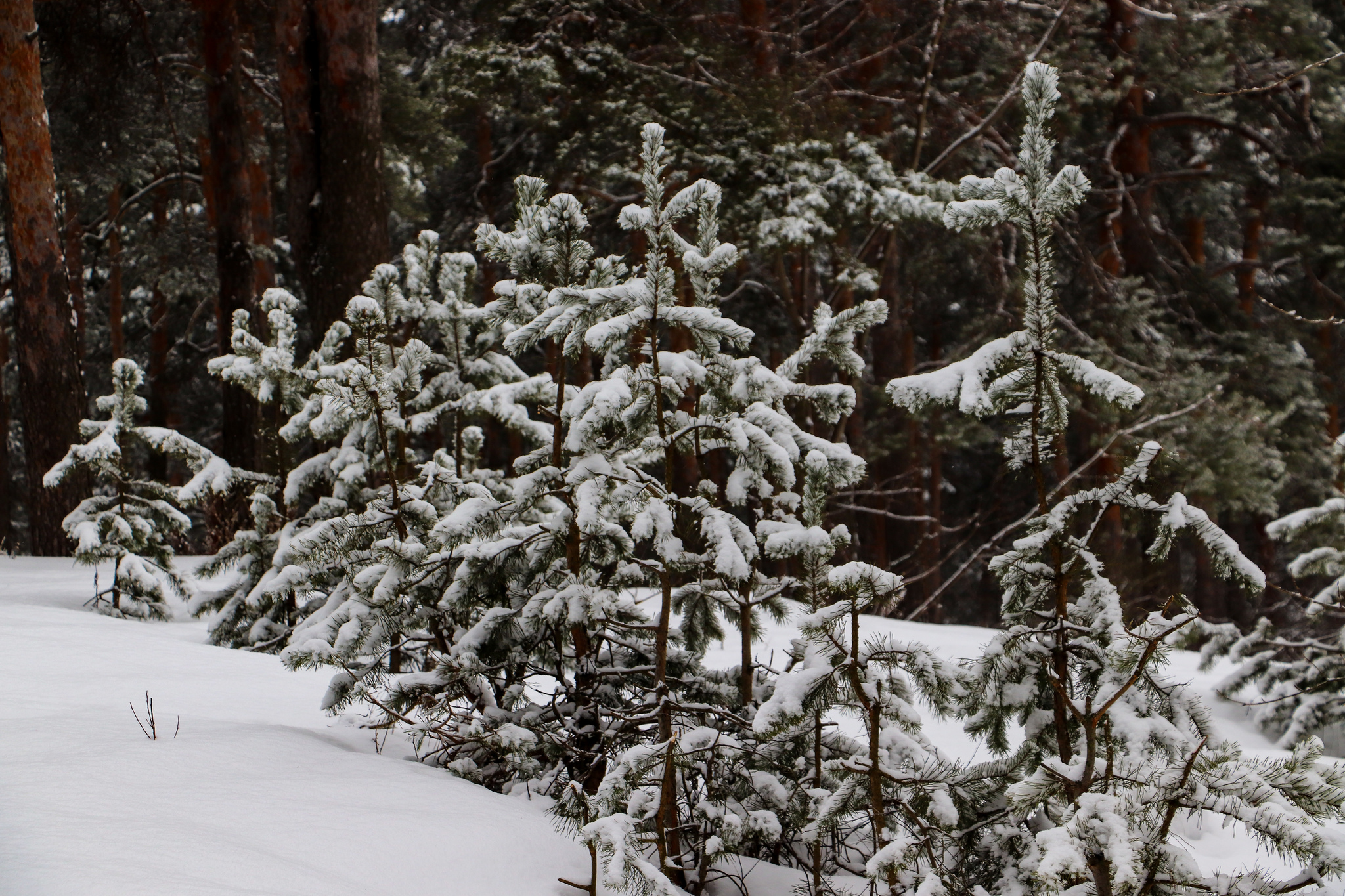 Winter - My, The photo, Dzerzhinsk, Winter, Coffee, McDonald's, Longpost