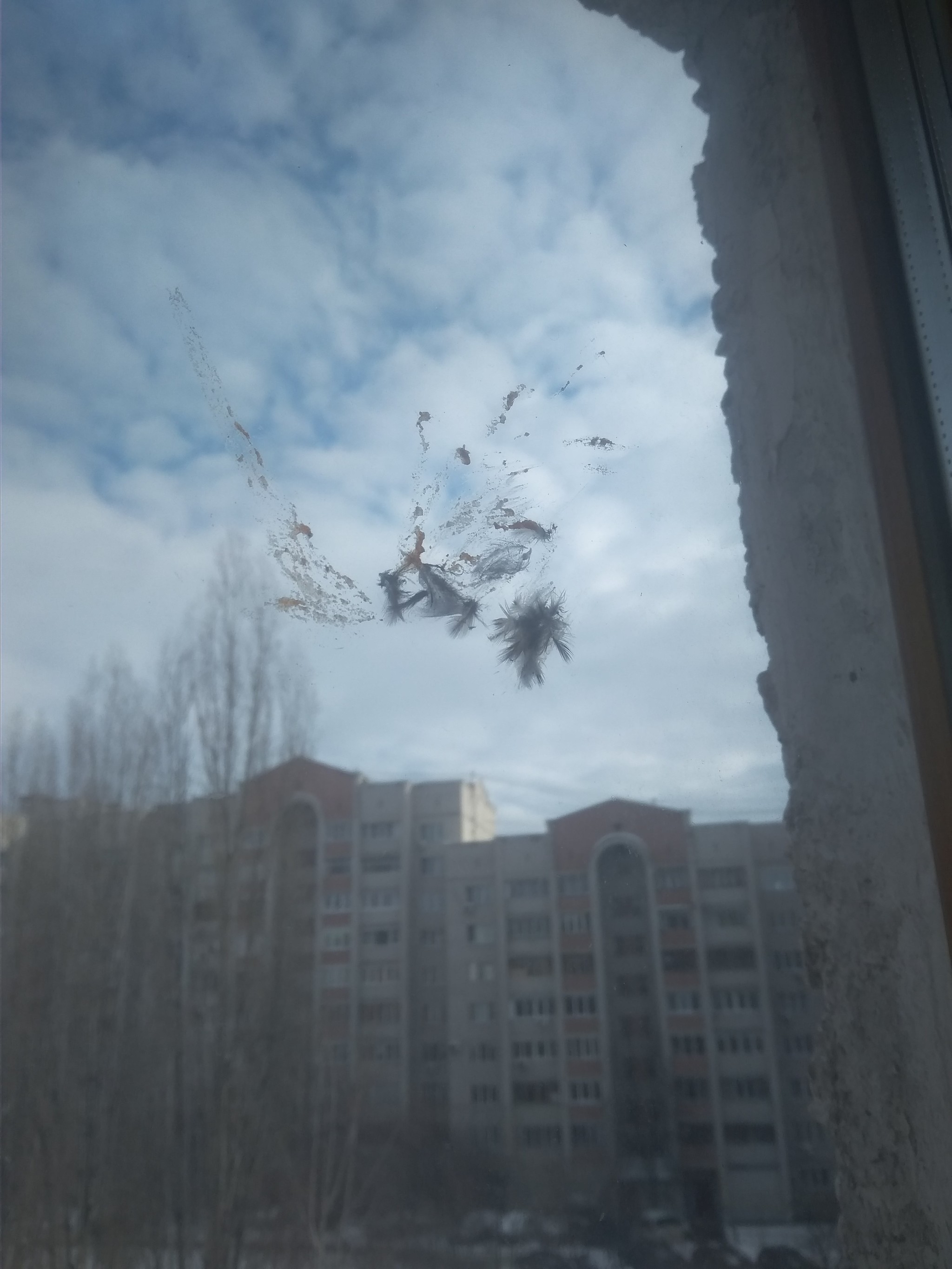 I feel sorry for the bird - My, Birds, Window, Death