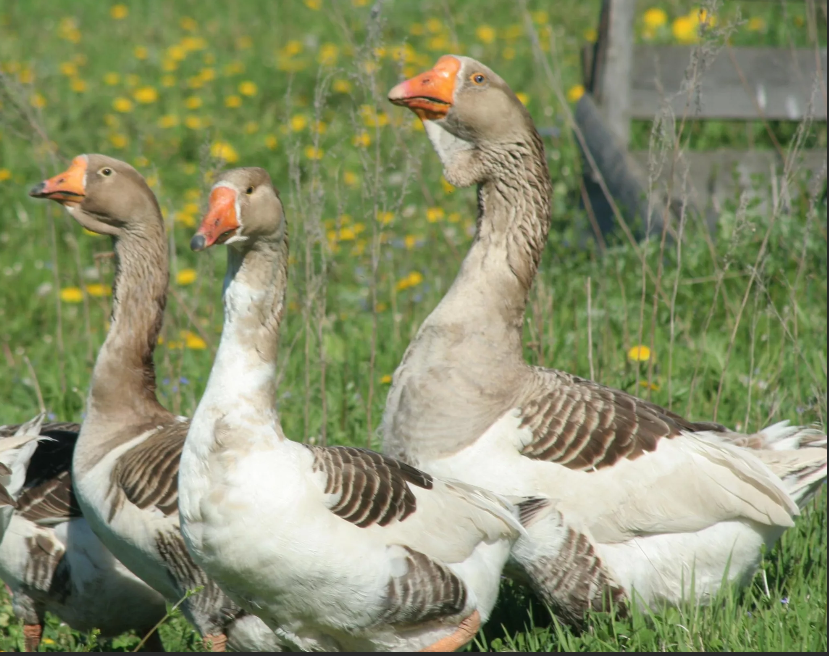 Vandal geese and hot peppers - My, Swan geese, Hot peppers, Mat, Longpost