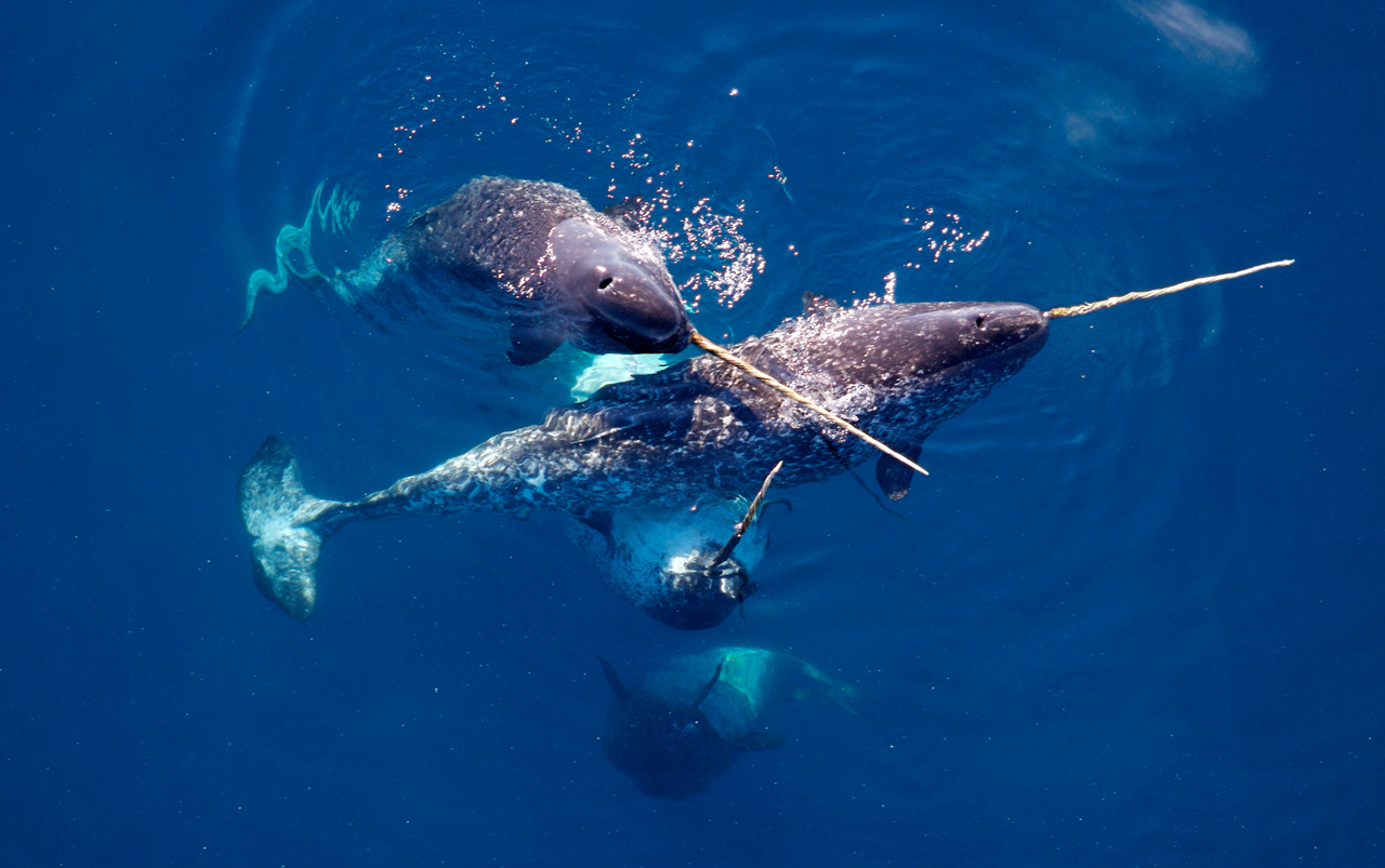 Narwhal - Horned Whale - Narwhals, Horned, Whale, Arctic, Video, Longpost