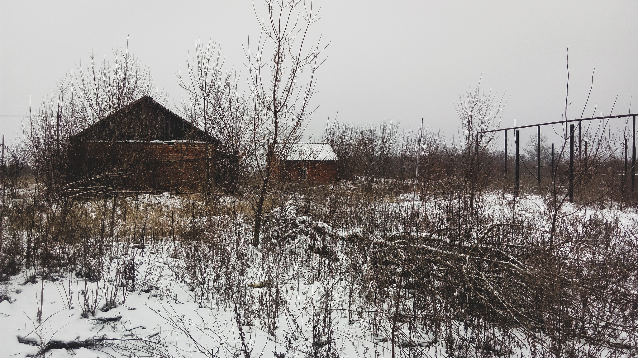 Winter aesthetics asshole - My, Photo on sneaker, Winter, Fuck aesthetics, Abandoned, Loise, Rose hip, Burdock, Agrimony, Longpost