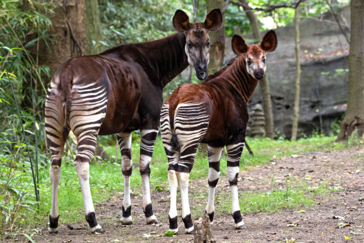 Is this a horse? Zebra? Giraffe? I present to your attention - Okapi - Okapi, Giraffe, Unusual, Congo, Zoology, zebra, Longpost