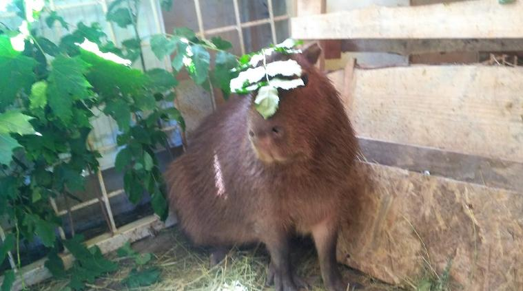 How I worked at the zoo, episode one - My, Zoo, Capybara, Tapir, Turtle, Monkey, Wolf, GIF, Longpost