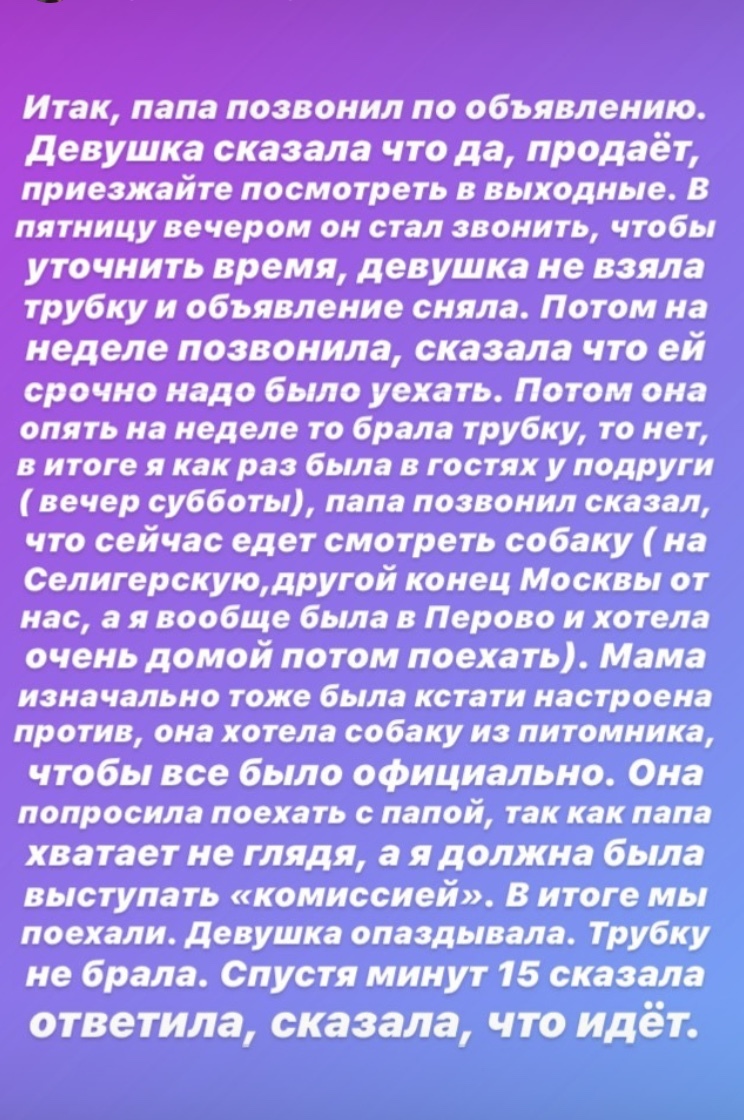 Развод на авито или бесплатная передержка - Моё, Авито, Собака, Передержка, Длиннопост, Развод на деньги