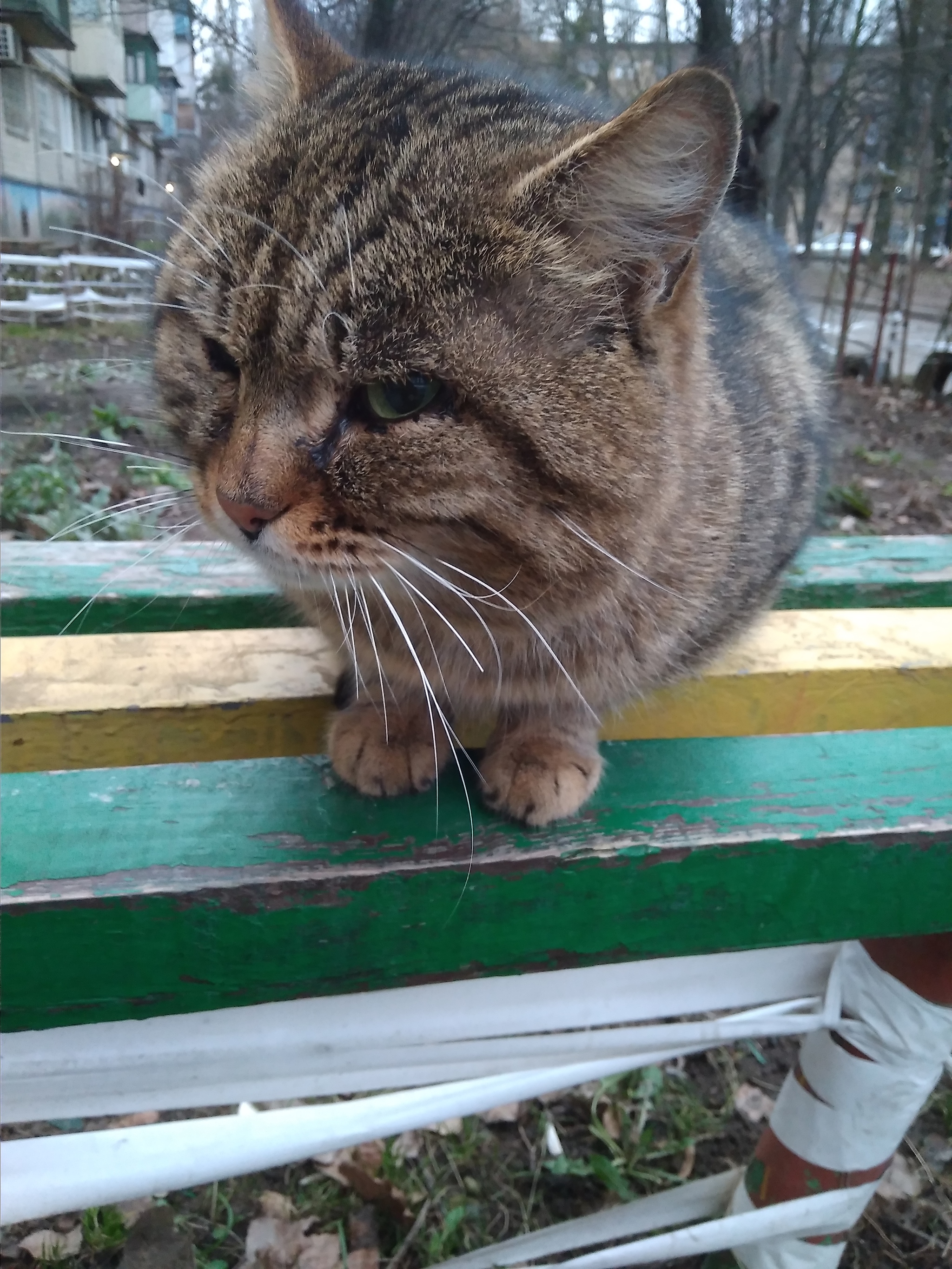 Sight - My, cat, Animals, Nature, The photo, cat house, Milota