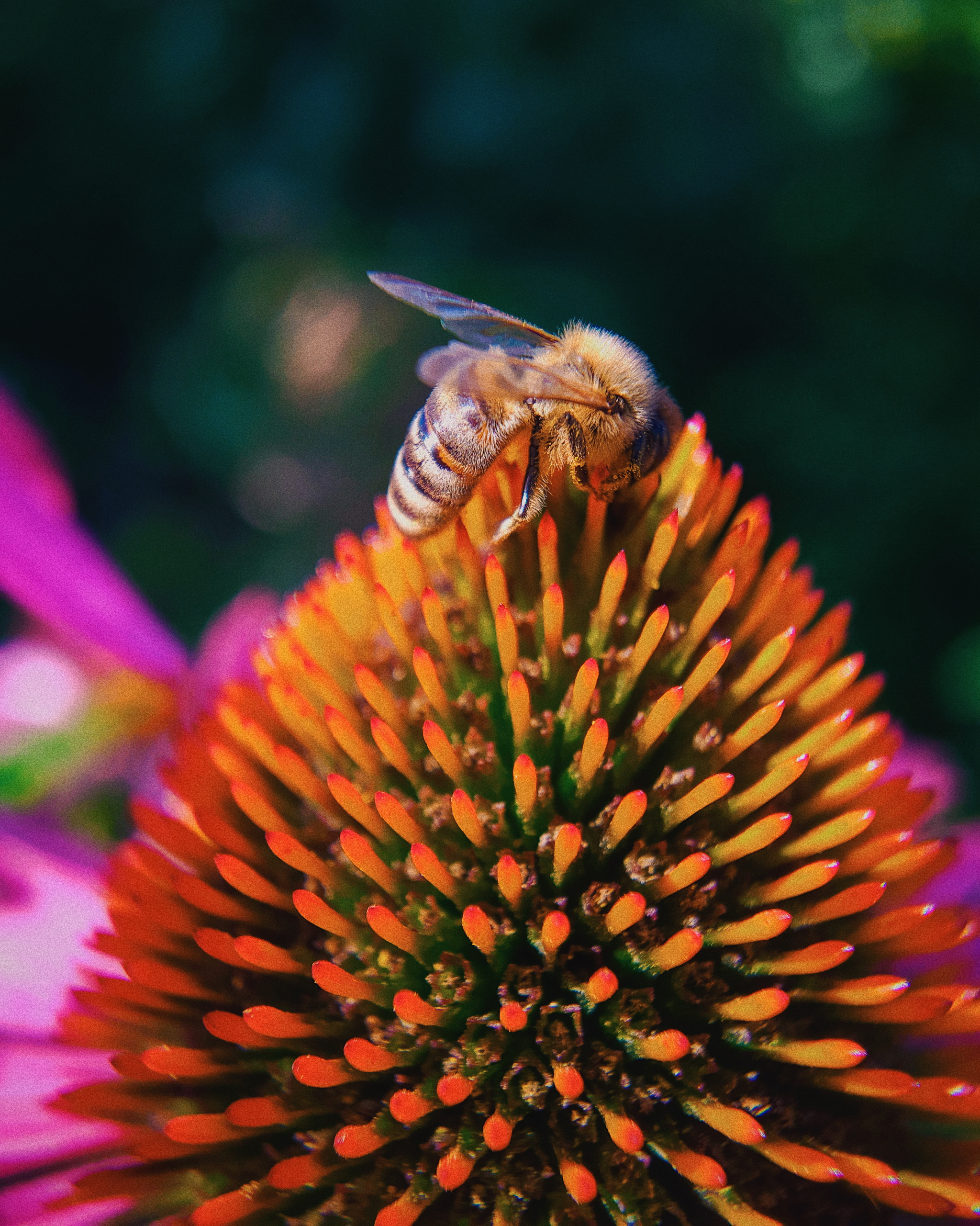 Reply to Indian Guy Takes Amazing Macro Photos of Insects Using His Smartphone - My, The photo, Mobile photography, Macro photography, India, Insects, Reply to post, Longpost