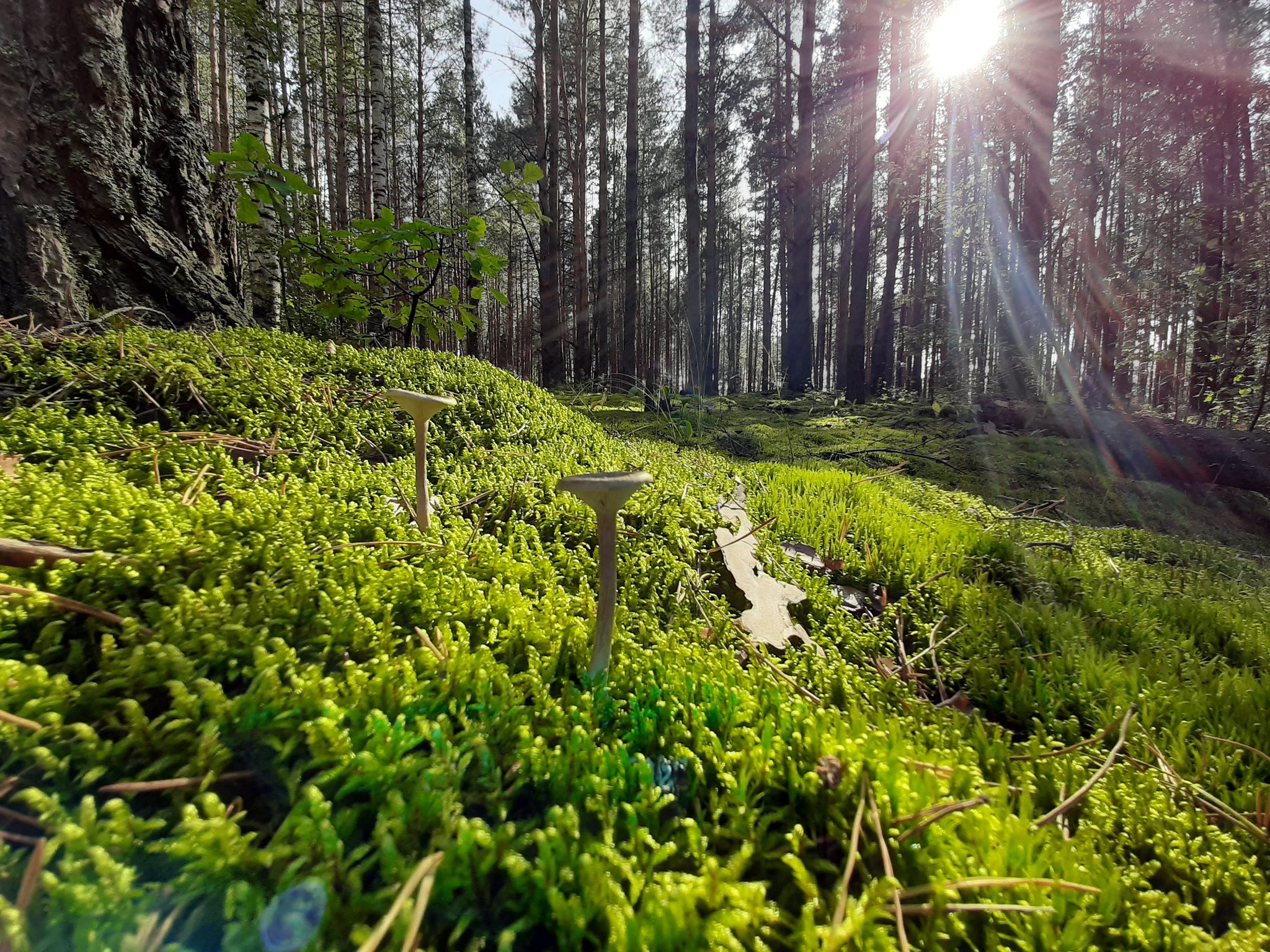 A little summer mood - My, Summer, Forest, The photo, Walk, Mushrooms, Longpost