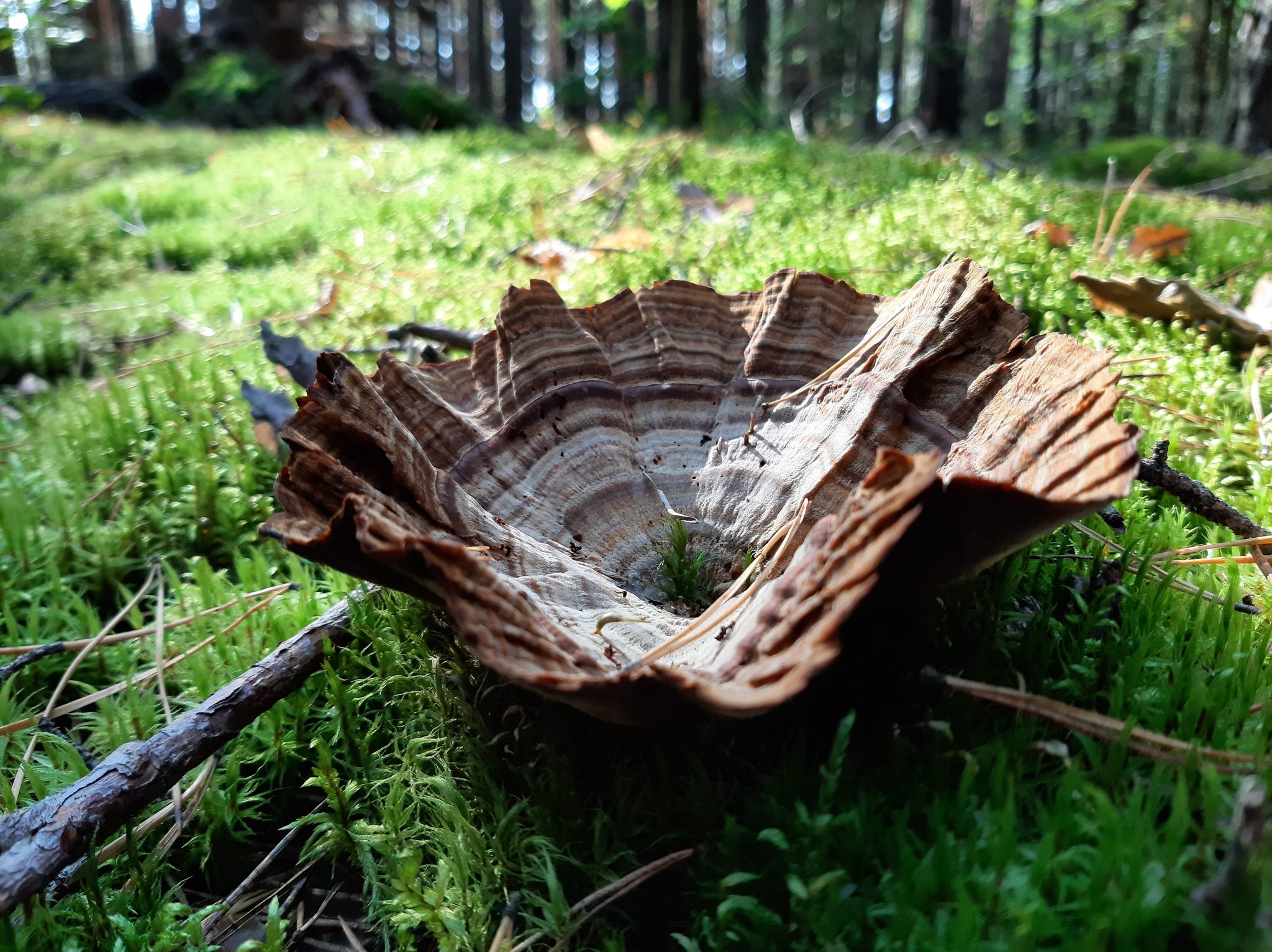 A little summer mood - My, Summer, Forest, The photo, Walk, Mushrooms, Longpost