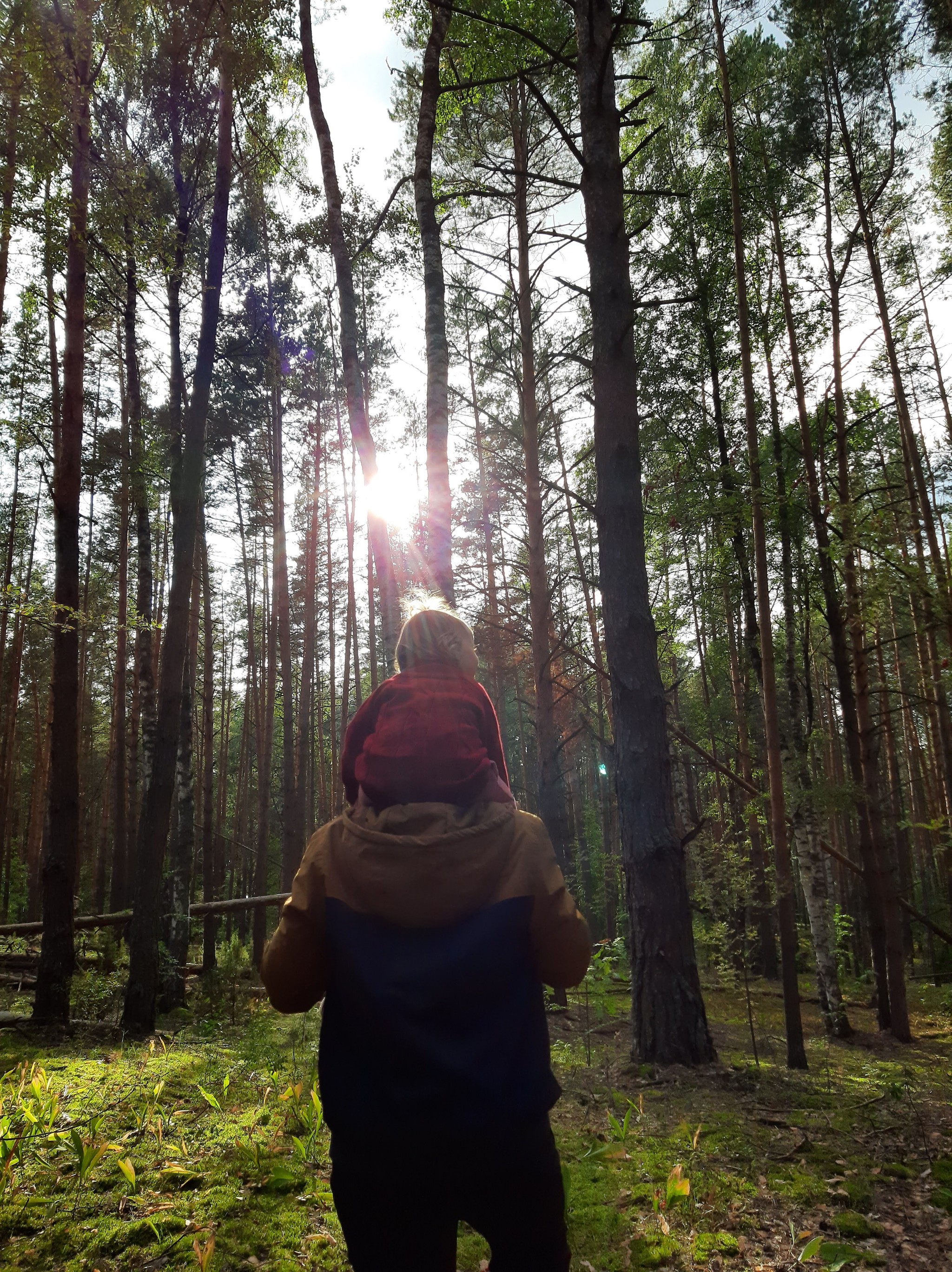 A little summer mood - My, Summer, Forest, The photo, Walk, Mushrooms, Longpost