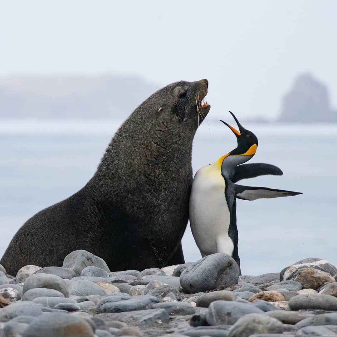 Who's in charge here? - The photo, Animals, Birds, Seal, Penguins