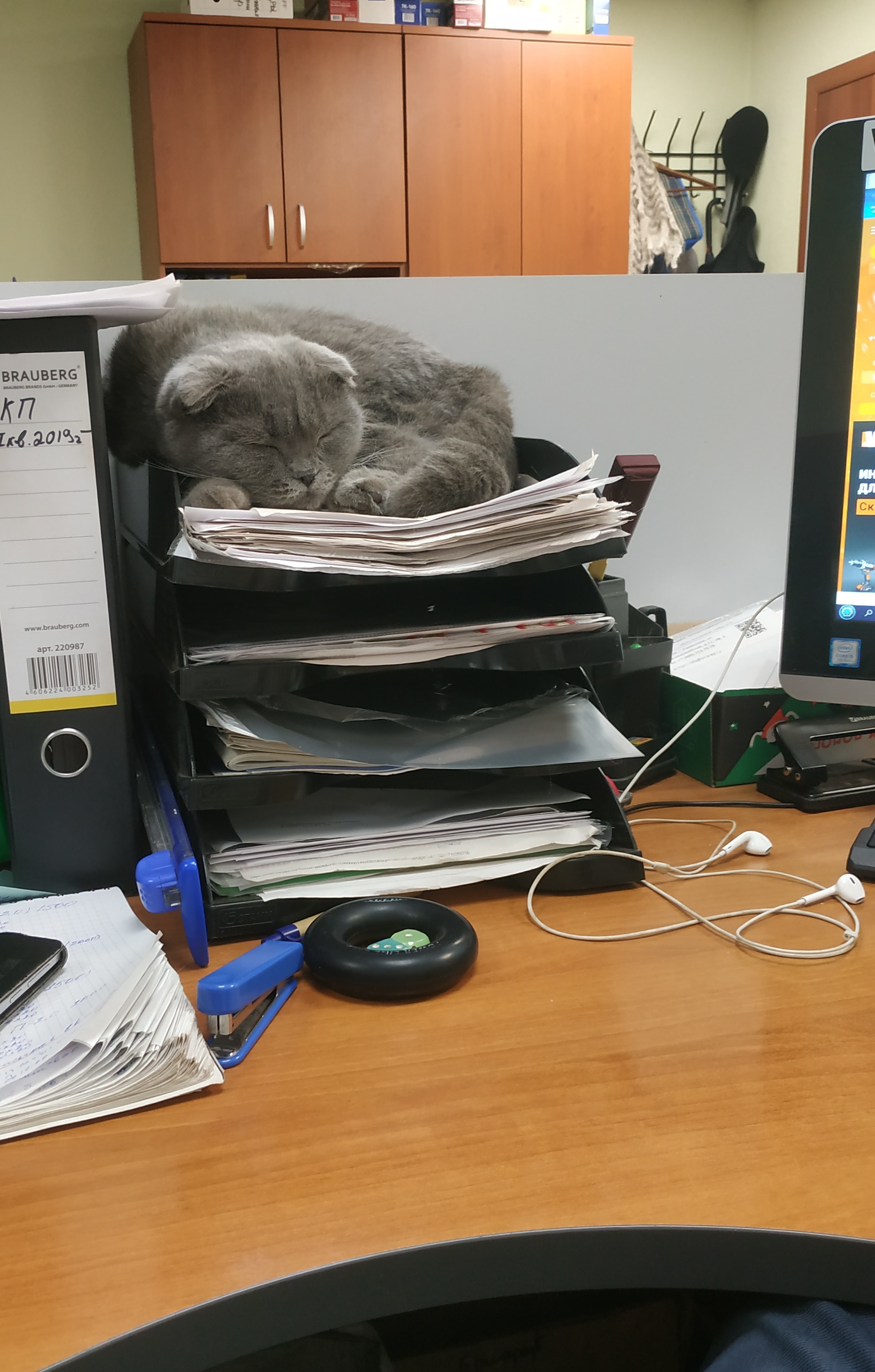 Office worker, v2.0 - My, Pets, Office, Catomafia, cat