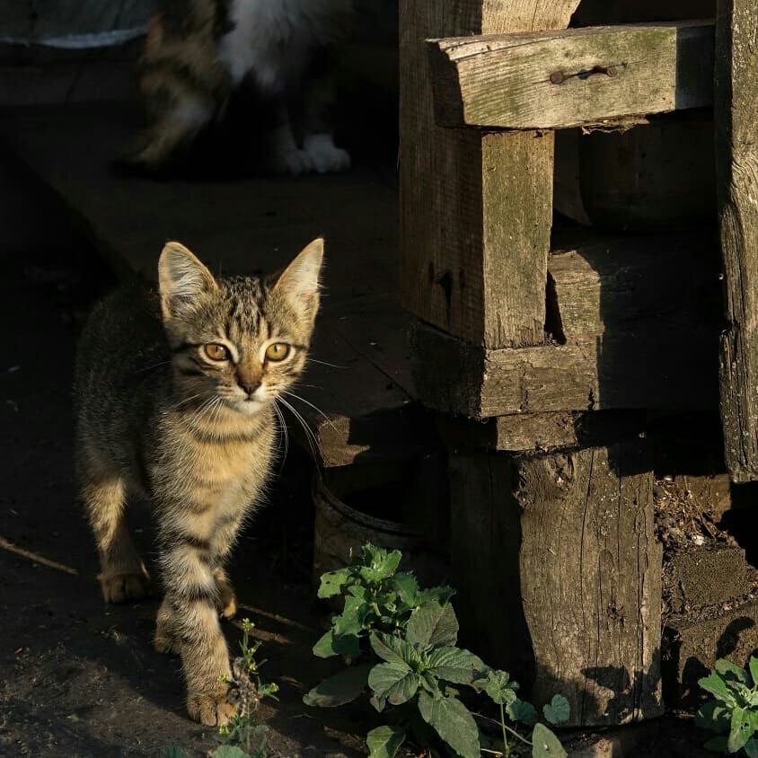 Деревенские коты - Моё, Кот, Котомафия, Длиннопост