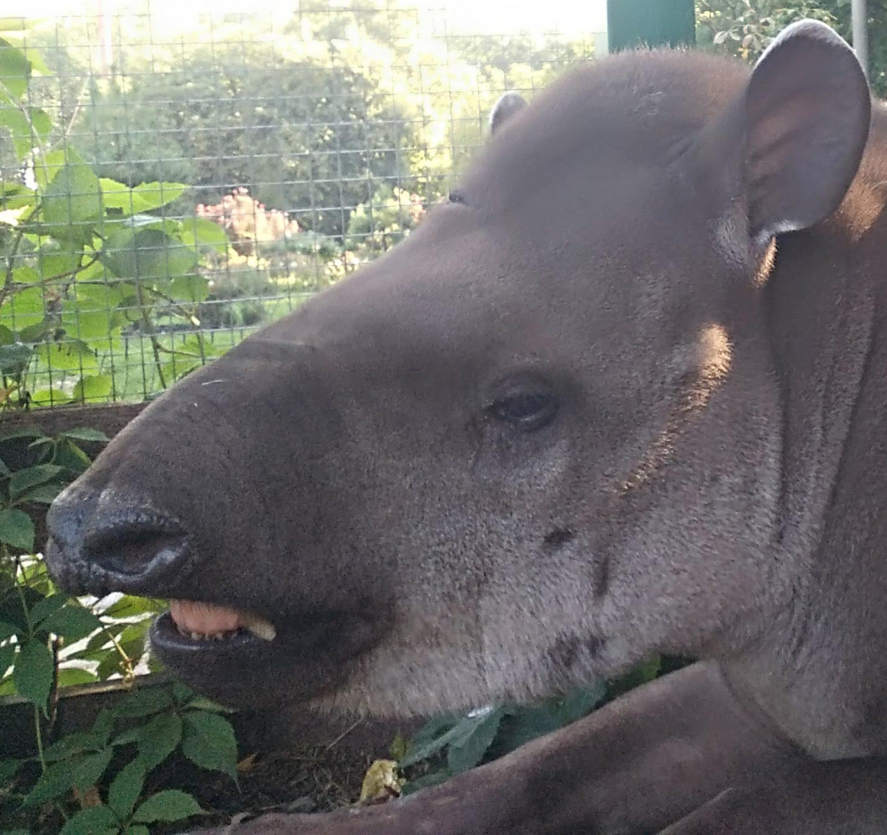 How I worked at the zoo, episode three - My, Tapir, Capybara, Nutria, Video, GIF, Zoo, Longpost