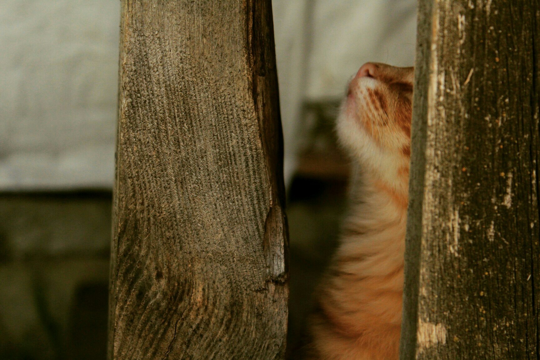 Деревенские коты - Моё, Кот, Котомафия, Длиннопост