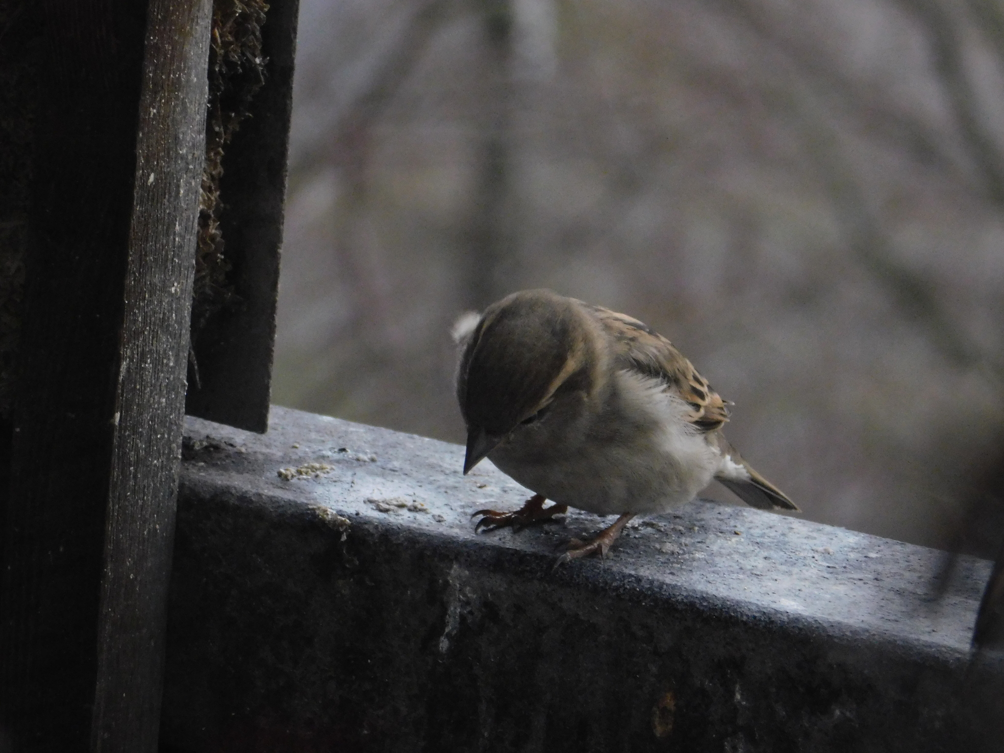 House sparrows on the balcony - My, Sparrow, Bird watching, Saint Petersburg, Ornithology, Longpost