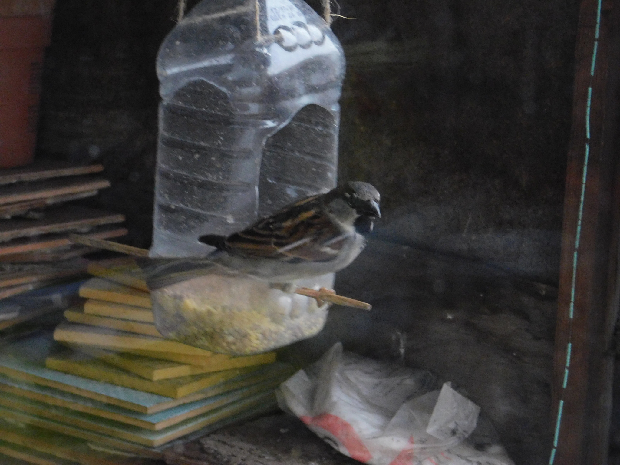 House sparrows on the balcony - My, Sparrow, Bird watching, Saint Petersburg, Ornithology, Longpost