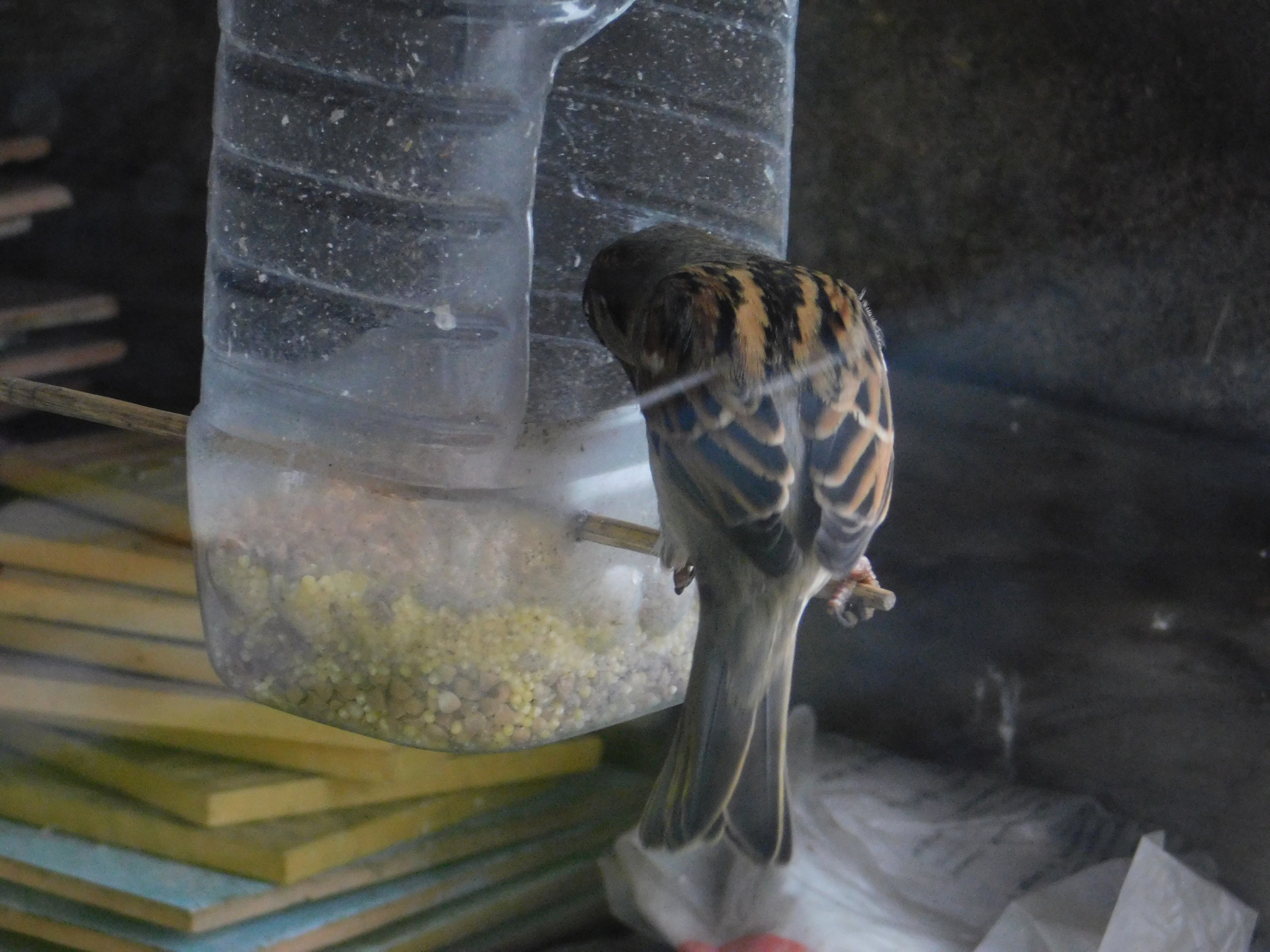 House sparrows on the balcony - My, Sparrow, Bird watching, Saint Petersburg, Ornithology, Longpost