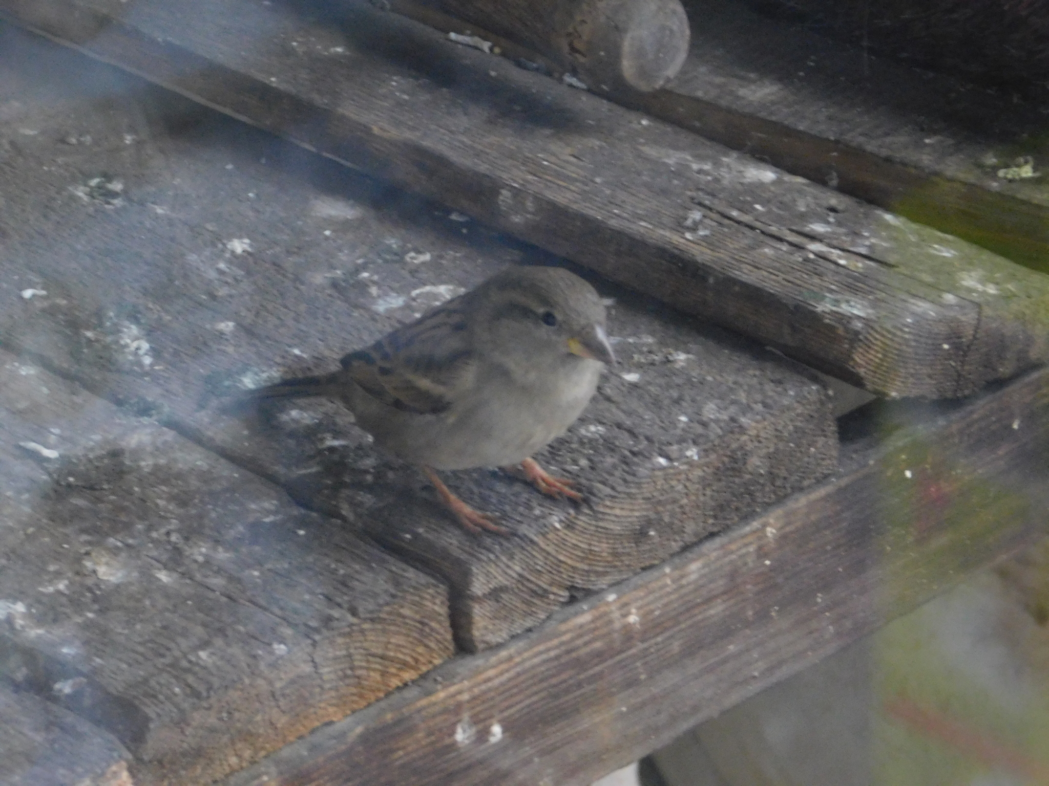 House sparrows on the balcony - My, Sparrow, Bird watching, Saint Petersburg, Ornithology, Longpost