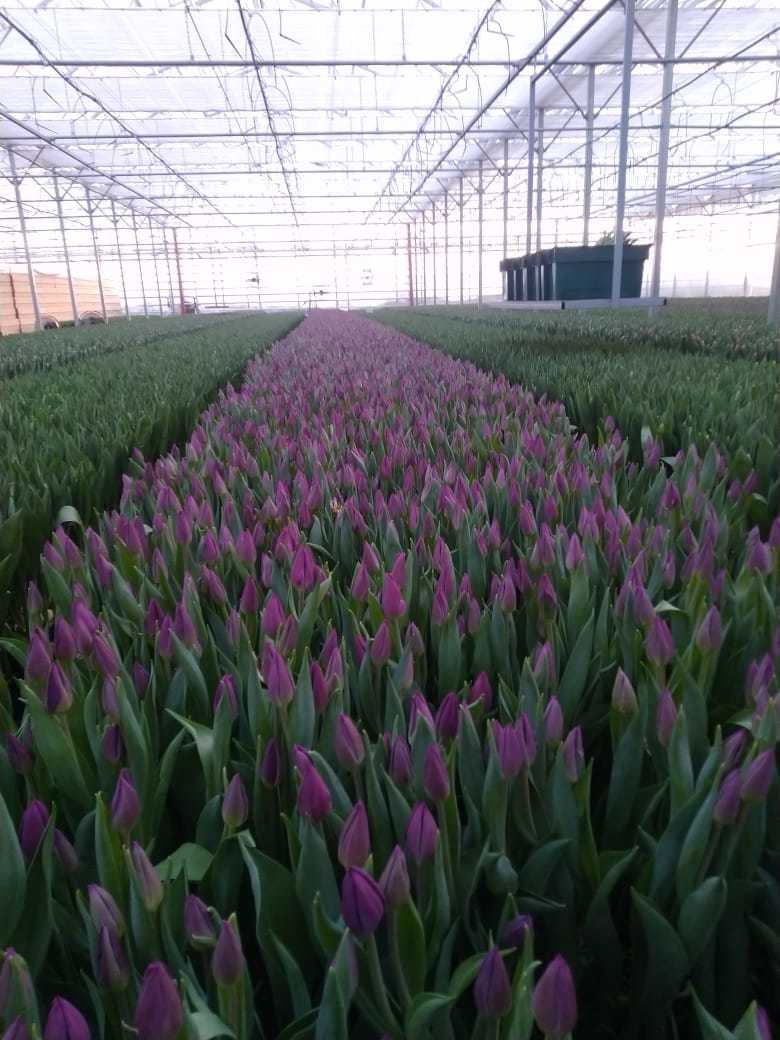 It's time to pick tulips - My, Tulips, The photo, Greenhouse, Longpost